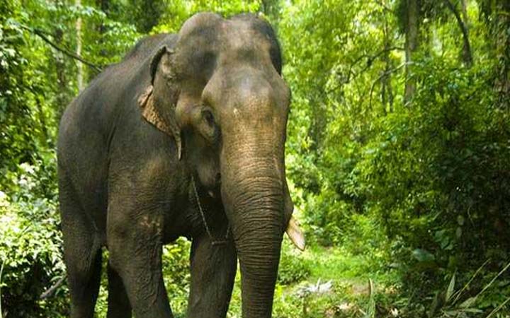 মহাসড়কেই সন্তান জন্ম দিল হাতি, বন্ধ যানচলাচল